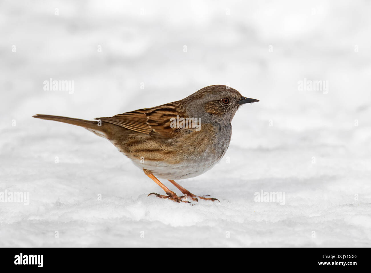 Couverture / nid / accentor hedge sparrow / hedge warbler (Prunella modularis) sur la masse de nourriture il dans la neige en hiver Banque D'Images
