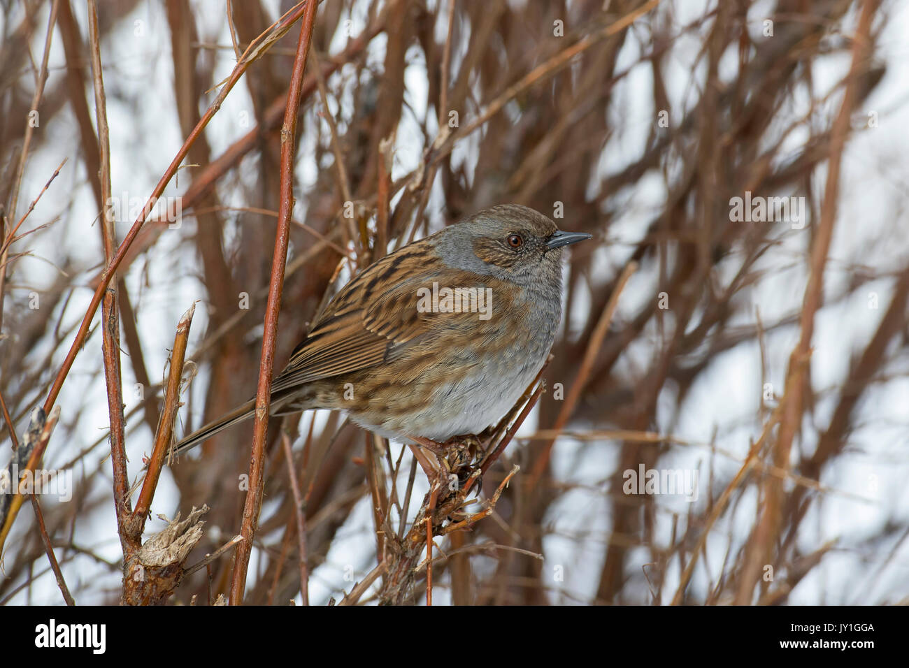 Couverture / nid / accentor hedge sparrow / hedge warbler (Prunella modularis) perchés dans Bush dans la neige en hiver Banque D'Images