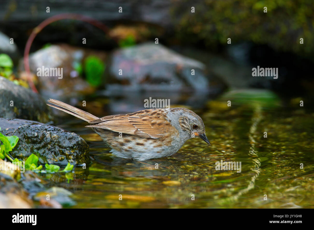 Couverture / nid / accentor hedge sparrow / hedge warbler (Prunella modularis) baignade dans les eaux peu profondes de brook Banque D'Images