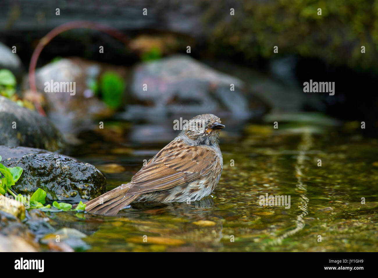 Couverture / nid / accentor hedge sparrow / hedge warbler (Prunella modularis) baignade dans les eaux peu profondes de brook Banque D'Images