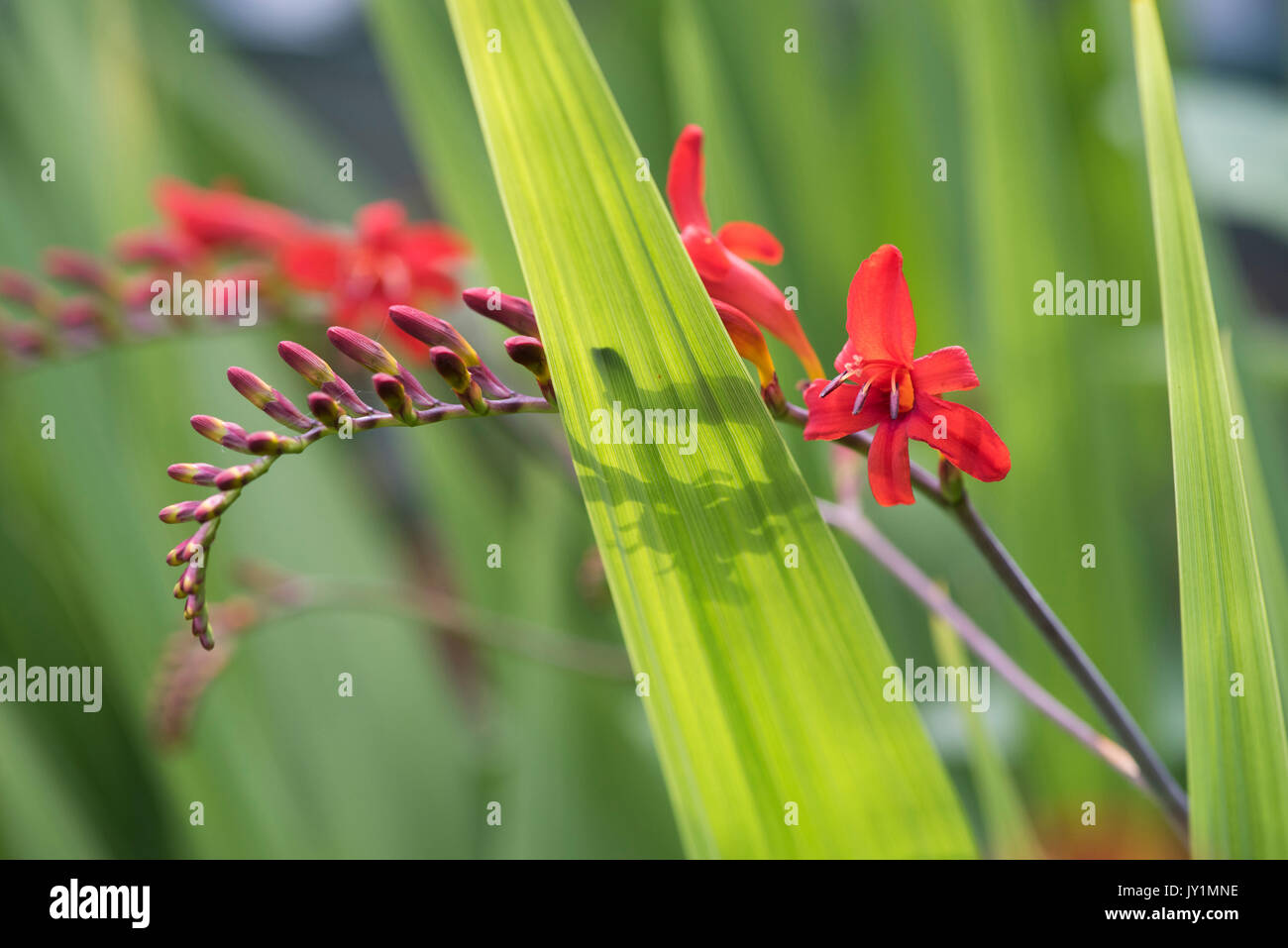 Crocosmia lucifer fleurs dans un jardin anglais Banque D'Images