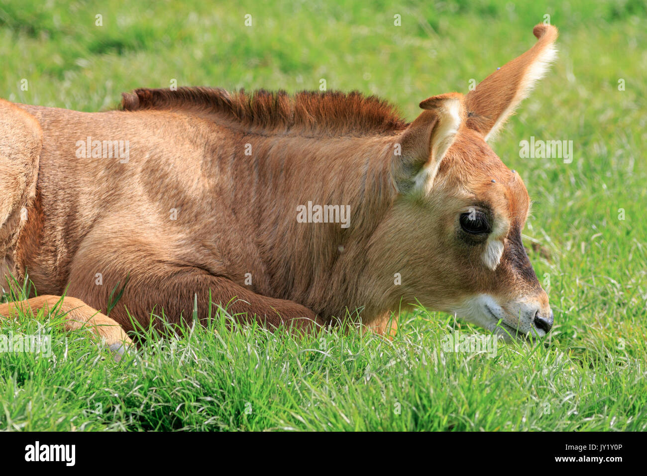 Roan antelope hippotragus equinus savanna Banque de photographies et d ...
