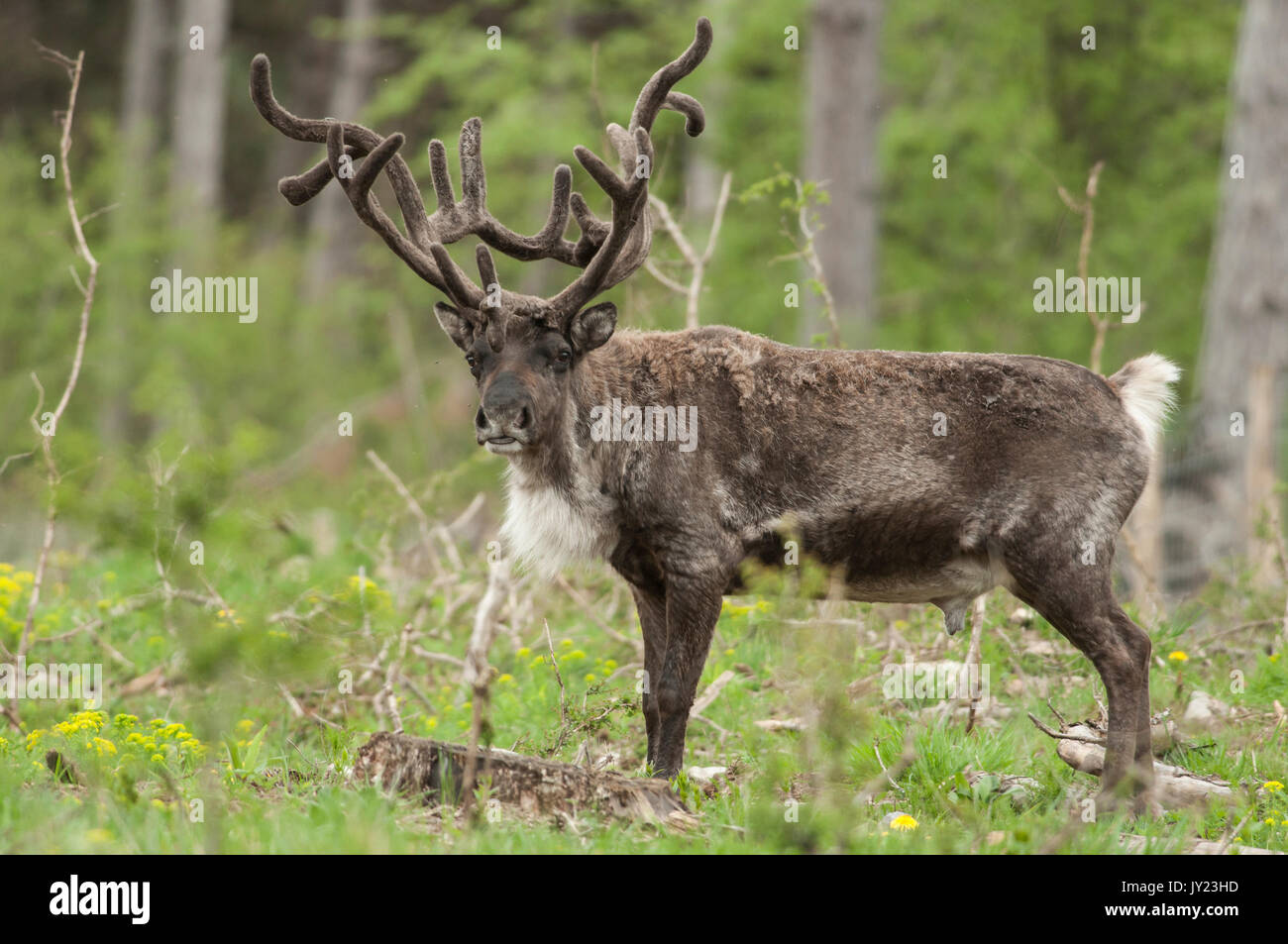 Renne, Rangifer tarandus Banque D'Images