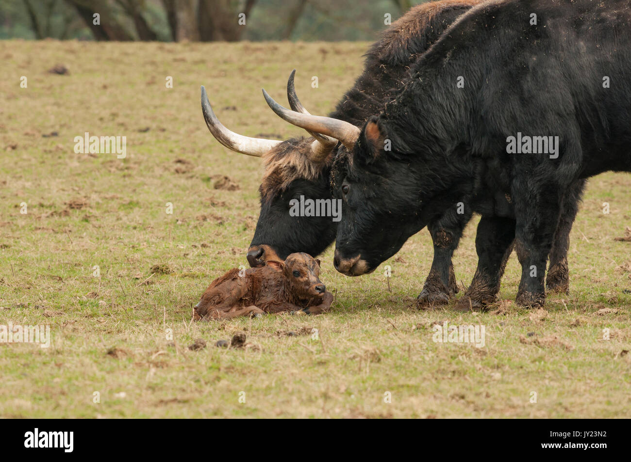 Aurochs Banque D'Images