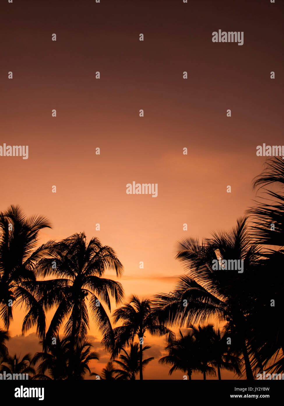 Palmiers des îles Turques et Caïques Banque D'Images