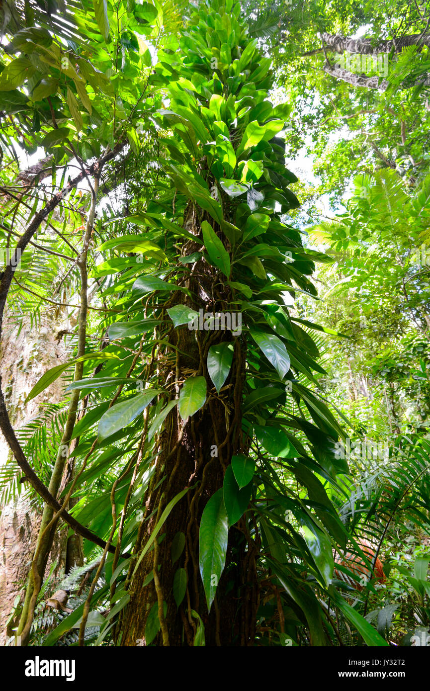 Berry (Raphidophora aiguille australasica) poussant dans la forêt tropicale, parc national de Daintree, Cape Tribulation, Far North Queensland, FNQ, Queensland, Australie Banque D'Images