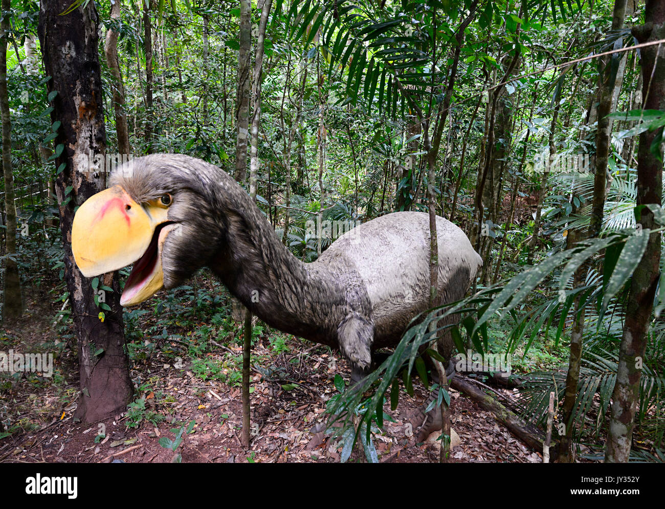 Bullockornis planei (Dromornithid) Australian dinosaure dans le Jurassique, la forêt Daintree Discovery Centre, Queensland, Queensland, Australie Banque D'Images