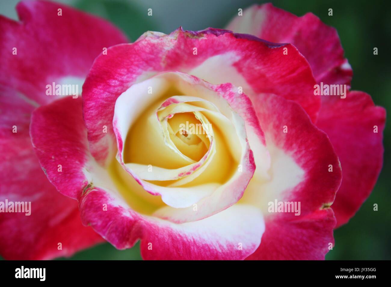 Rose jaune rose Banque D'Images