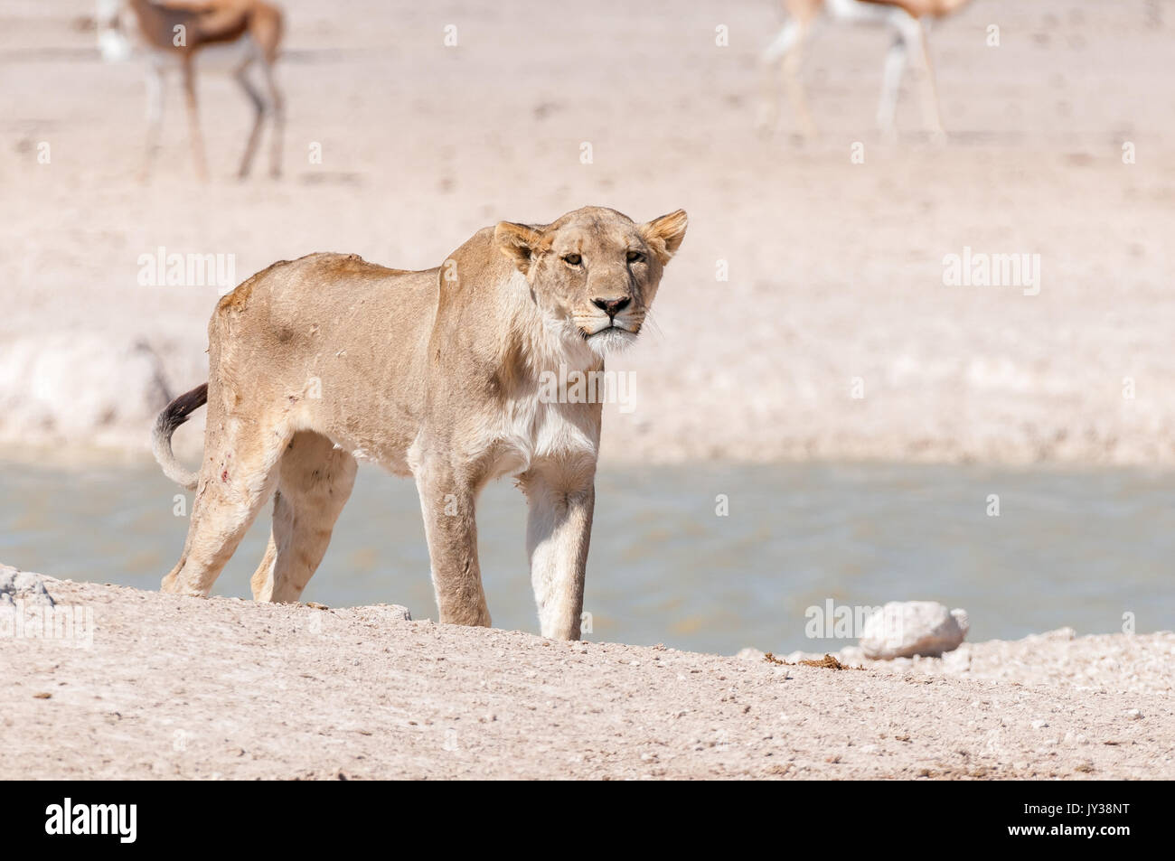 Une lionne africaine, Panthera leo, de cicatrices et de blessures visibles à un étang dans le Nord de la Namibie Banque D'Images