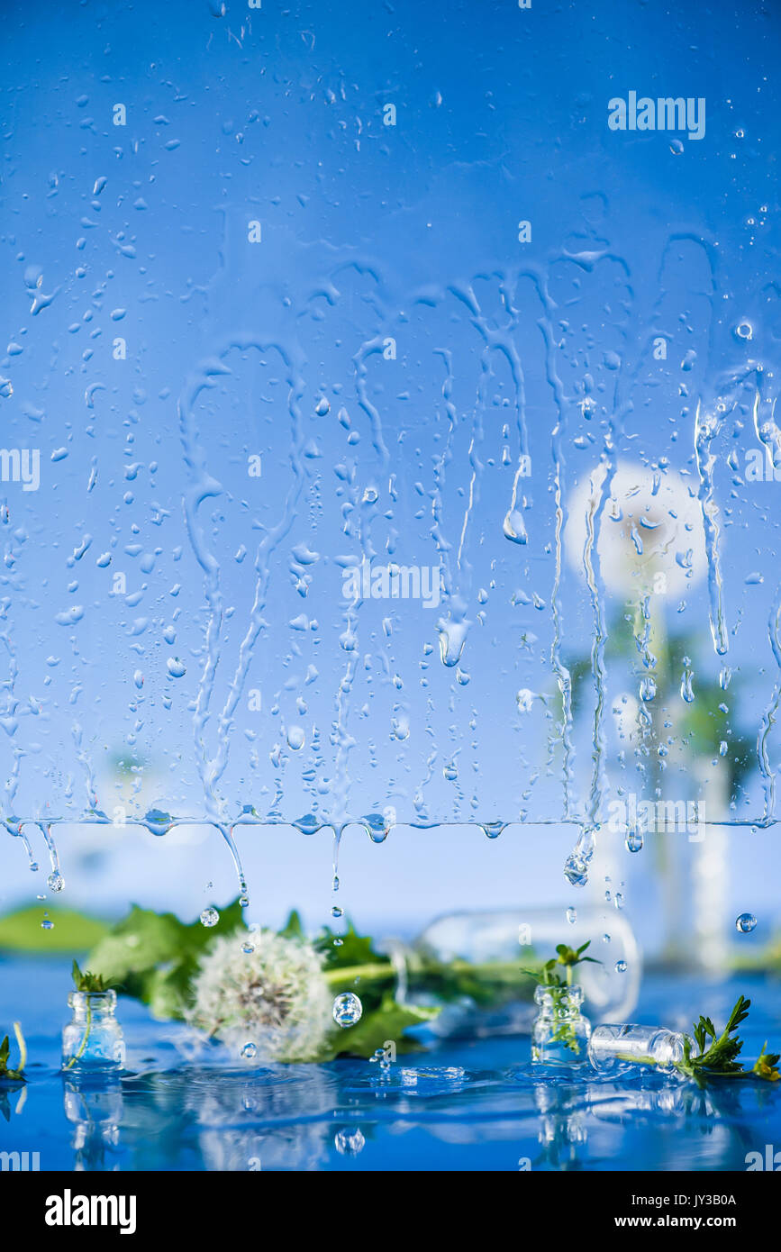 Still Life de pissenlits dans une bouteille avec de l'eau gouttes sur la fenêtre en verre Banque D'Images