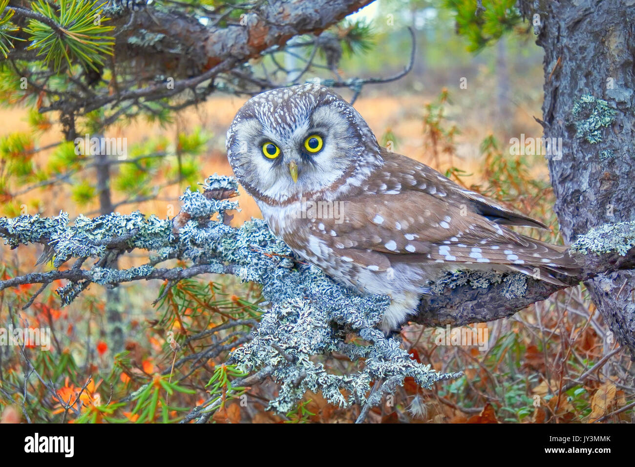 Oiseau de Minerve. La chouette de Tengmalm (Aegolius funereus) près de nid. Forêt de conifères de la forêt boréale (taïga), sur fond de thé du Labrador, canneberges, cloudberr Banque D'Images