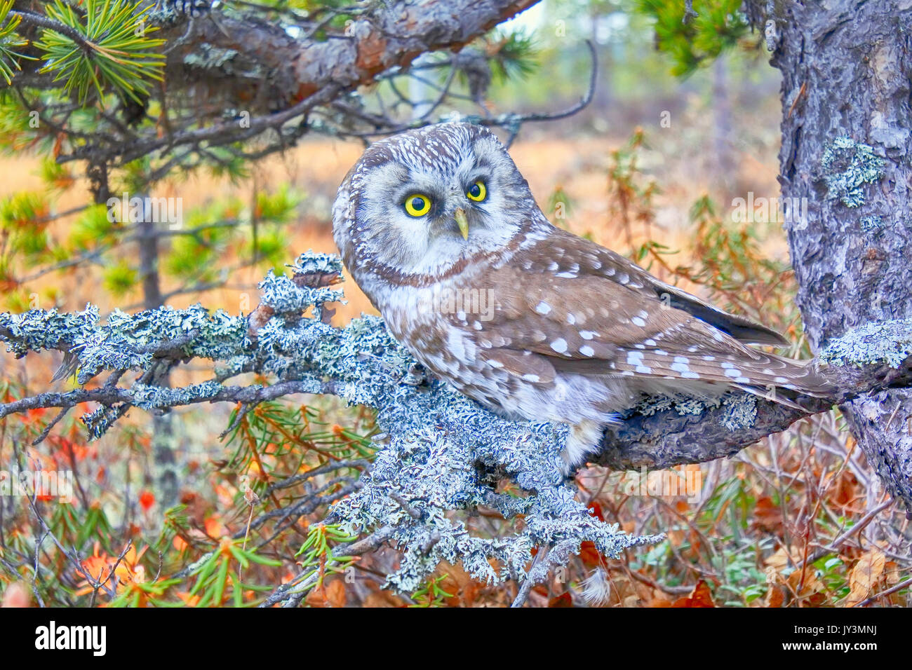 Oiseau de Minerve. La chouette de Tengmalm (Aegolius funereus) près de nid. Forêt de conifères de la forêt boréale (taïga), sur fond de thé du Labrador, canneberges, cloudberr Banque D'Images