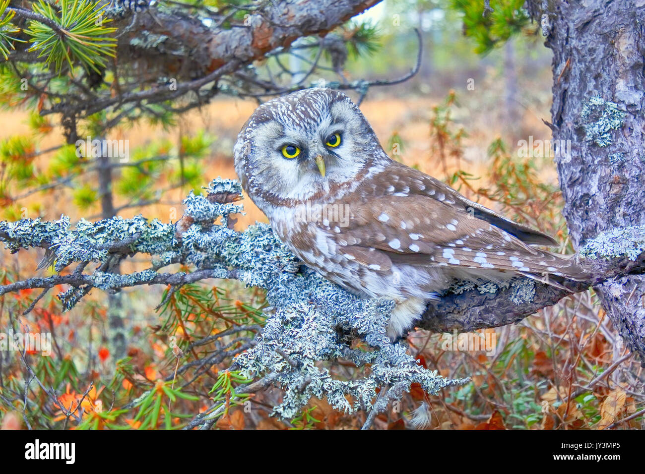 Oiseau de Minerve. La chouette de Tengmalm (Aegolius funereus) près de nid. Forêt de conifères de la forêt boréale (taïga), sur fond de thé du Labrador, canneberges, cloudberr Banque D'Images