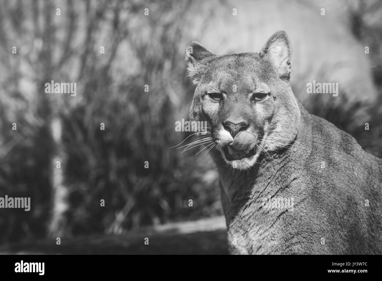 Le Lynx dans mountain Banque D'Images