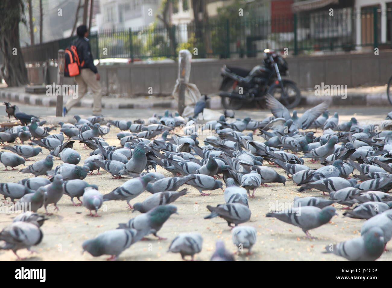 Pigeon à New Delhi, Kabootarbazi, passion de l’garder au pigeon, mouches de pigeon dans un parc, pigeon au repos, entendu, pigeons, grisâtre, bleu ( © Saji Maramon) Banque D'Images