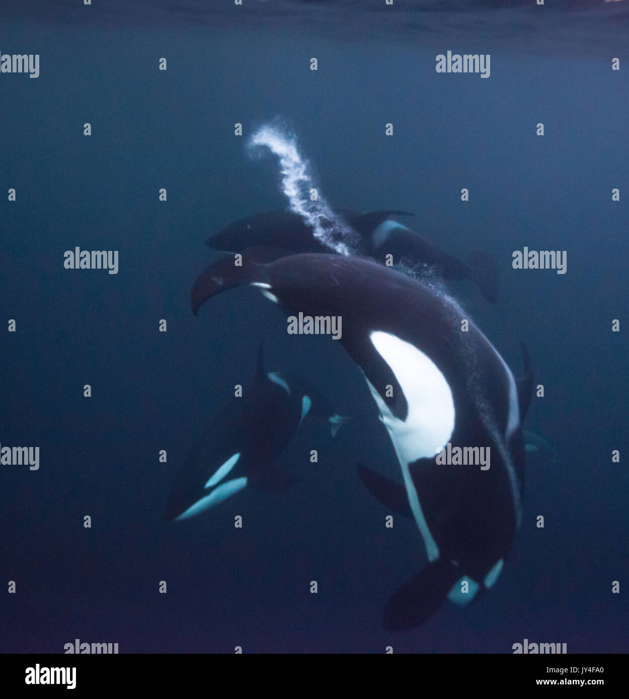 Le pod d'orques, jouer en face de l'appareil photo sous l'eau, Gryllefjord, la Norvège. Banque D'Images