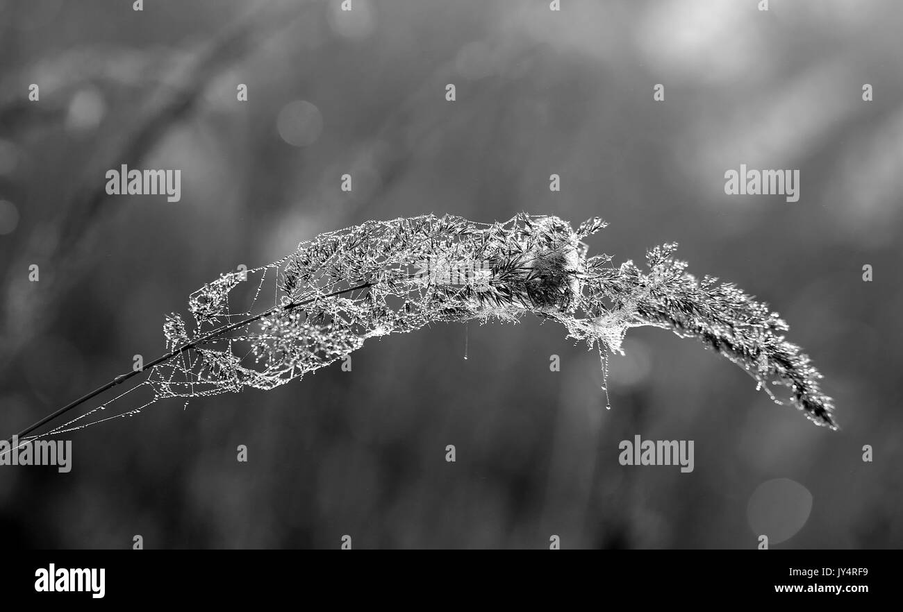 Photo d'une belle branche d'araignées et gouttes d'eau dans un champ éclairé par le soleil Banque D'Images