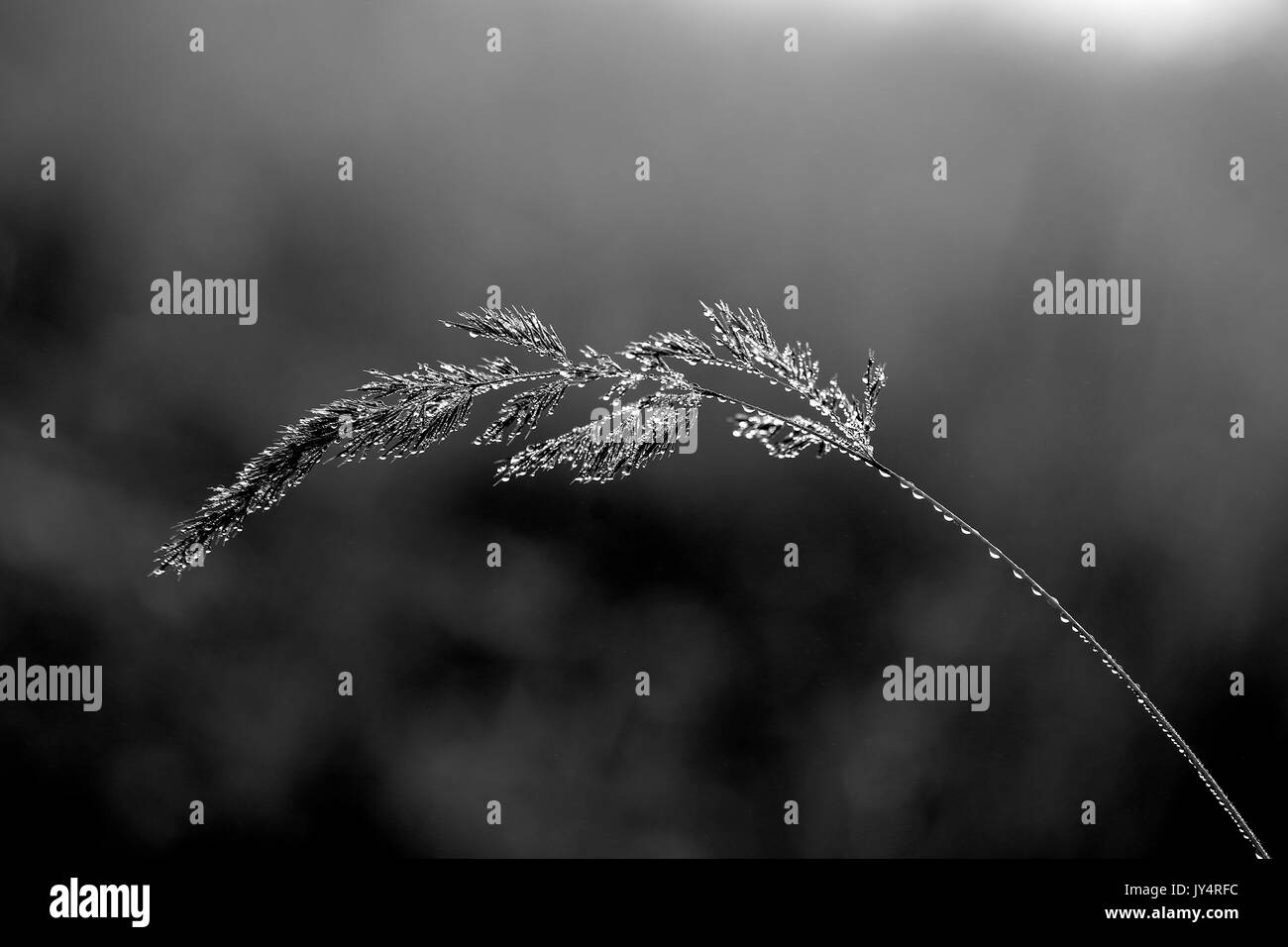 Photo d'une belle branche d'araignées et gouttes d'eau dans un champ éclairé par le soleil Banque D'Images