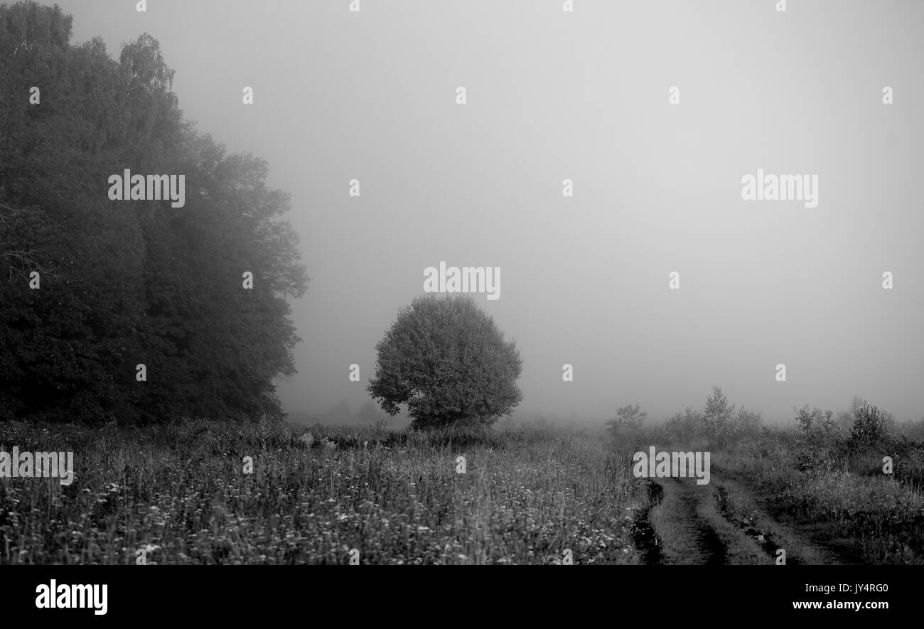 Photo d'un champ avec des arbres dans le brouillard du matin au début de l'été Banque D'Images