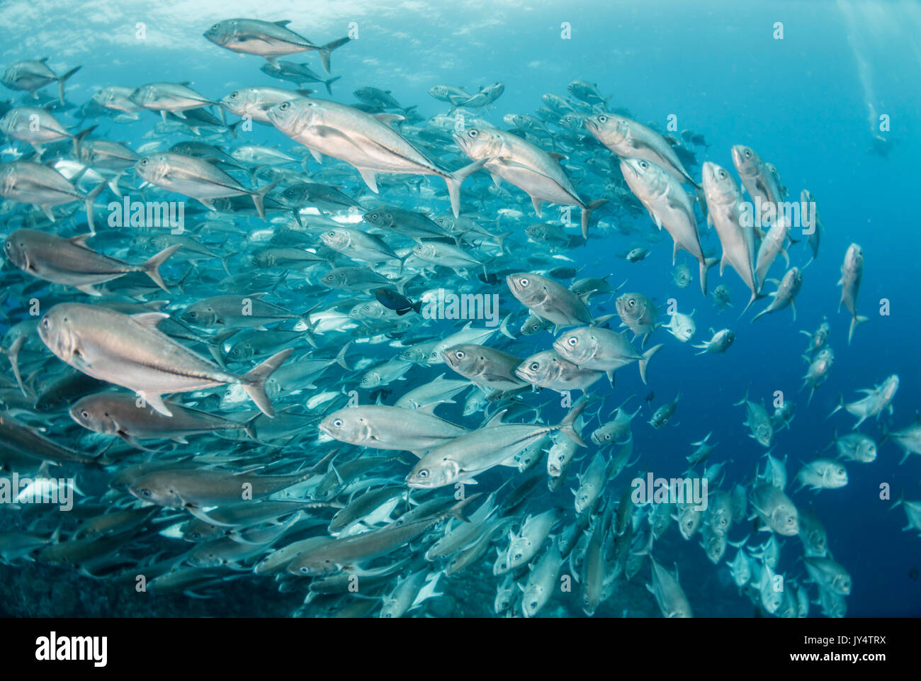 Vue sous-marine d'une grande école de carangues, îles Galapagos, en Équateur. Banque D'Images