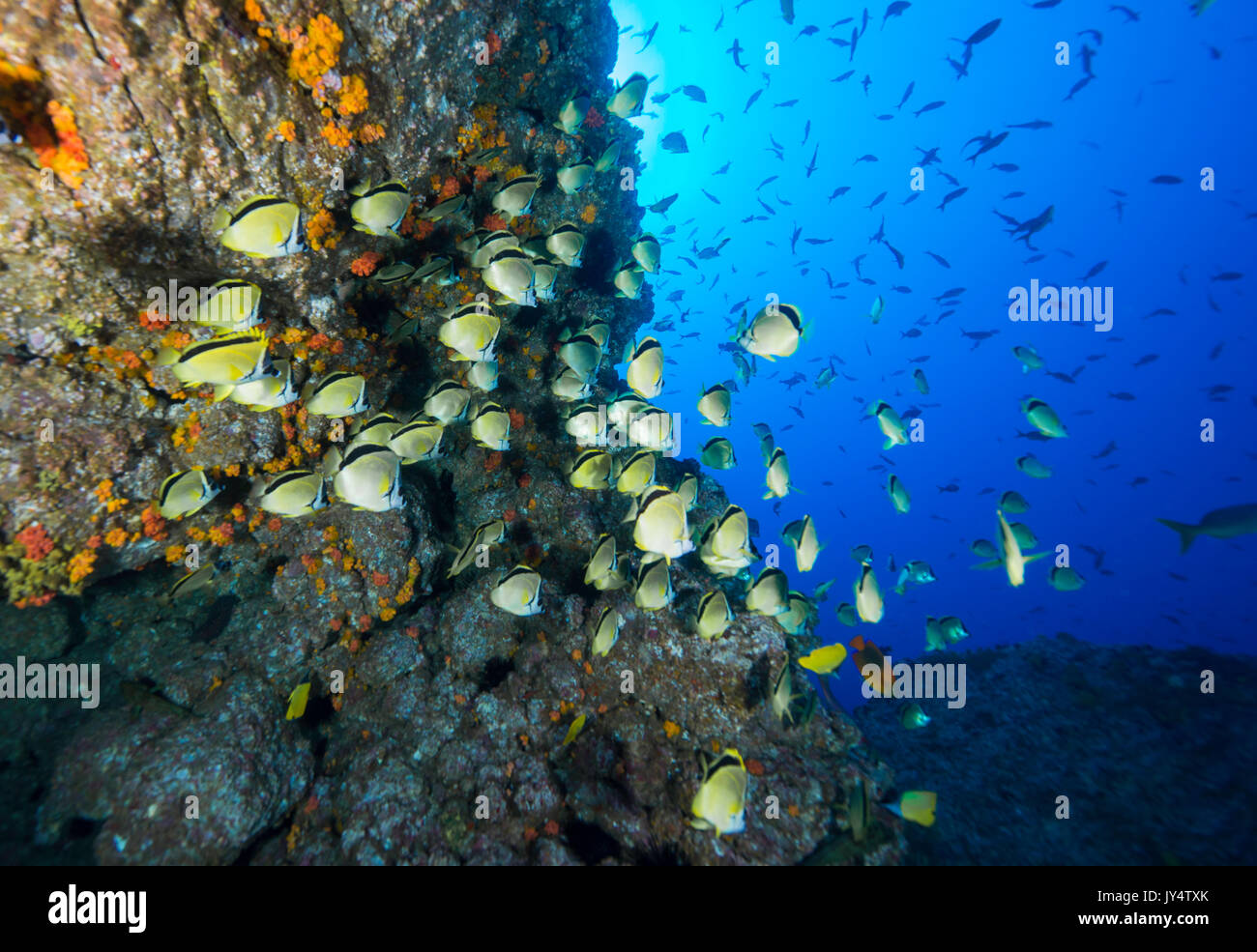 Grande école de nage des poissons ange sur un récif de corail, Îles Revillagigedo, au Mexique. Banque D'Images
