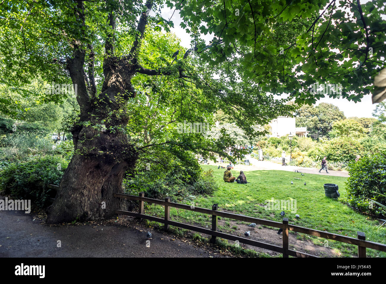 Brighton, UK. 18 août, 2017. Arboriculturalists attendent de voir si leur traitement de ce 240 ans orme au Royal Pavilion Gardens, Brighton, a réussi, après un diagnostic récent de la maladie hollandaise de l'orme. Les branches infectées ont été récemment supprimé, mais il reste à voir si cette action a permis à l'arbre. Crédit : Andrew Hasson/Alamy Live News Banque D'Images