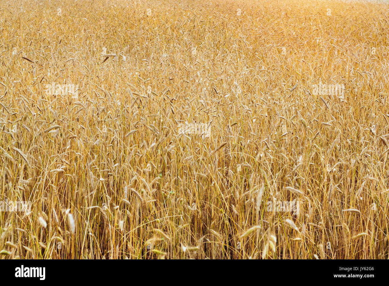 La récolte de blé les oreilles. Les cultures se sont réunis sur le domaine d'exploitation agricole. Golden Ears de cultures de céréales. Klaipeda, Lituanie, Pays Baltes Banque D'Images
