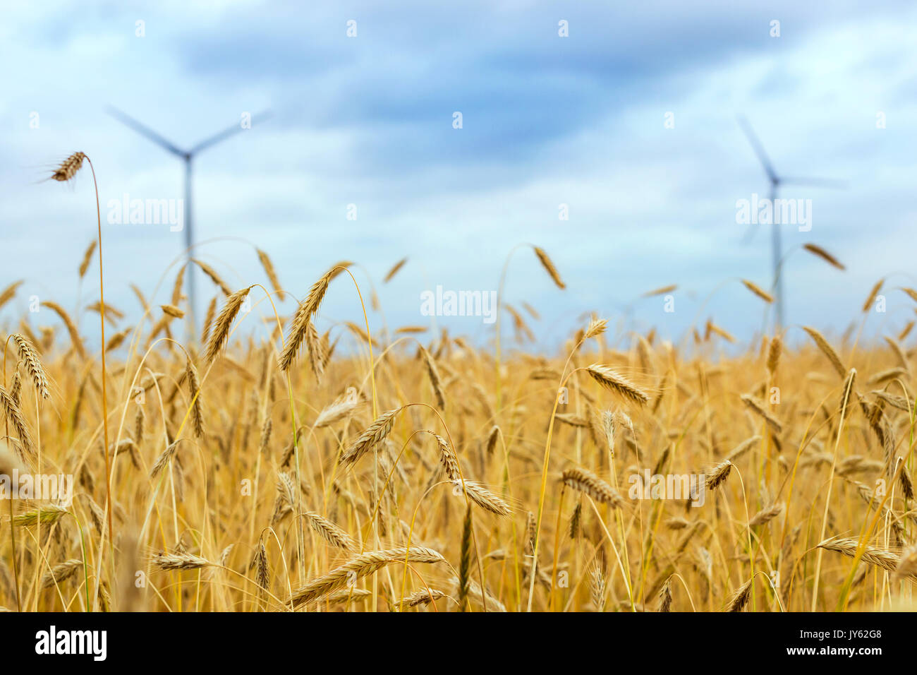 La récolte des épis de seigle et de blé. Les cultures se sont réunis sur le domaine d'exploitation agricole. Golden Ears de cultures de céréales. Klaipeda, Lituanie, Pays Baltes Banque D'Images