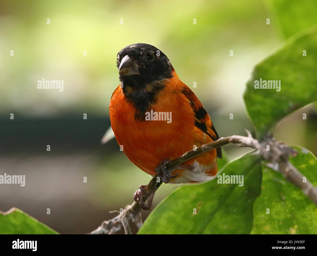 Hommes sud-américain Red Siskin Carduelis spinus cucullatus, (cucullata), trouvés dans le nord de la Colombie et du Venezuela. Banque D'Images