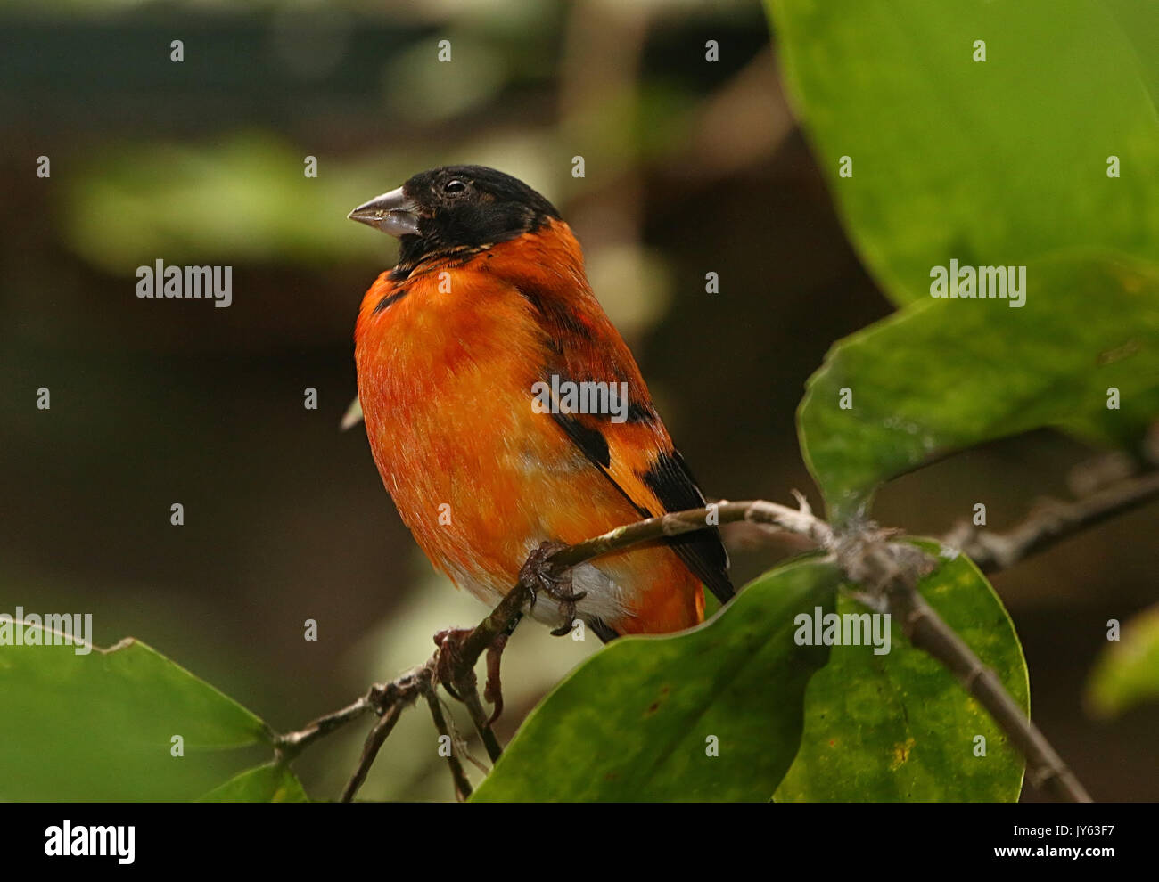 Hommes sud-américain Red Siskin Carduelis spinus cucullatus, (cucullata), trouvés dans le nord de la Colombie et du Venezuela. Banque D'Images
