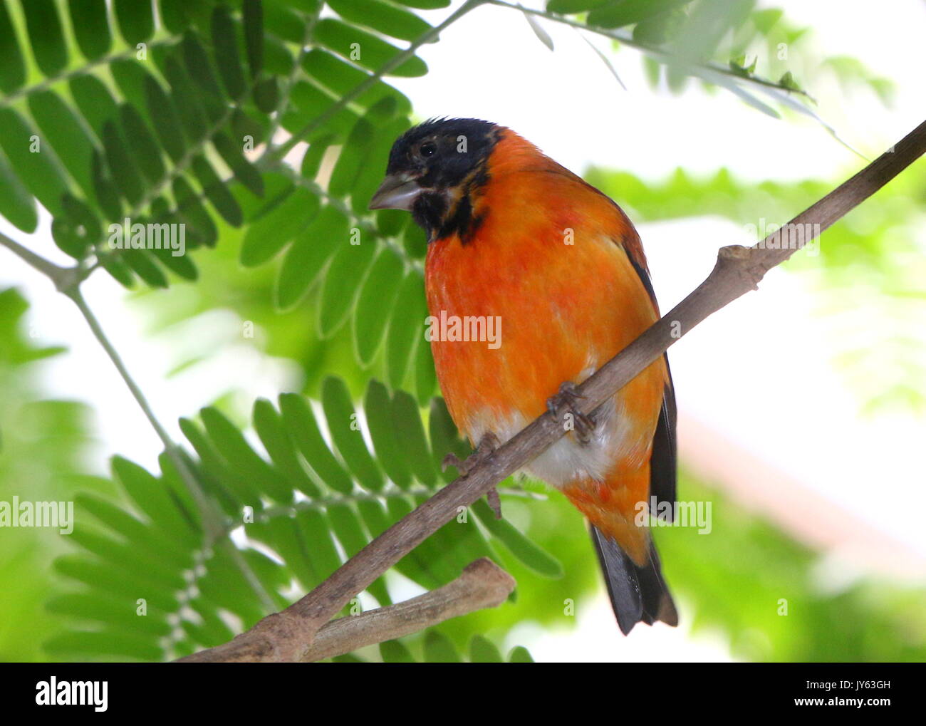 Hommes sud-américain Red Siskin Carduelis spinus cucullatus, (cucullata), trouvés dans le nord de la Colombie et du Venezuela. Banque D'Images