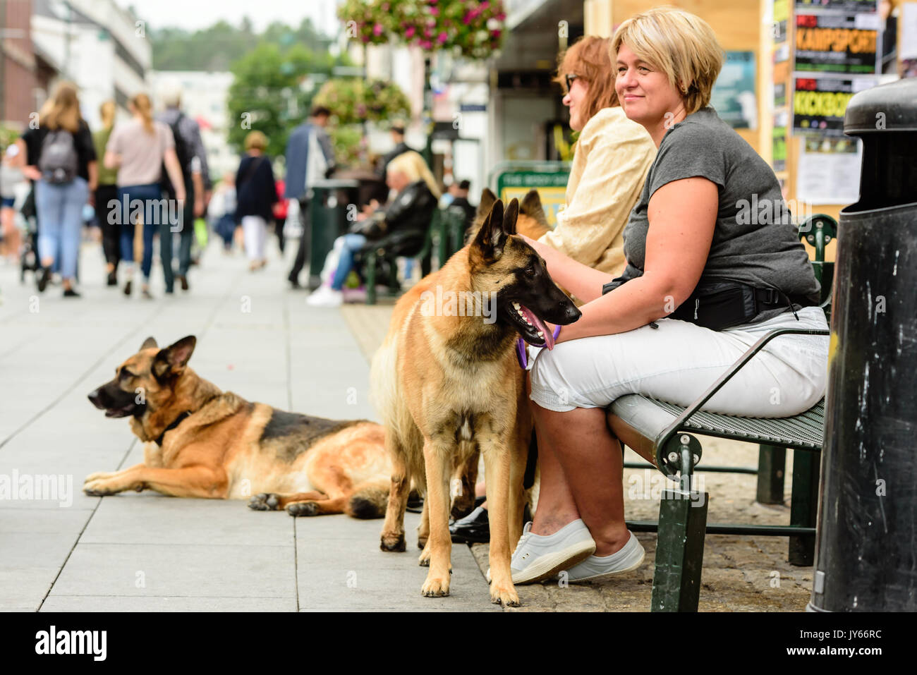 Kristiansand, Norvège - 1 août 2017 : Documentaire de la vie quotidienne dans la ville. Deux chiens assis avec trois bergers allemands sur banc watc Banque D'Images