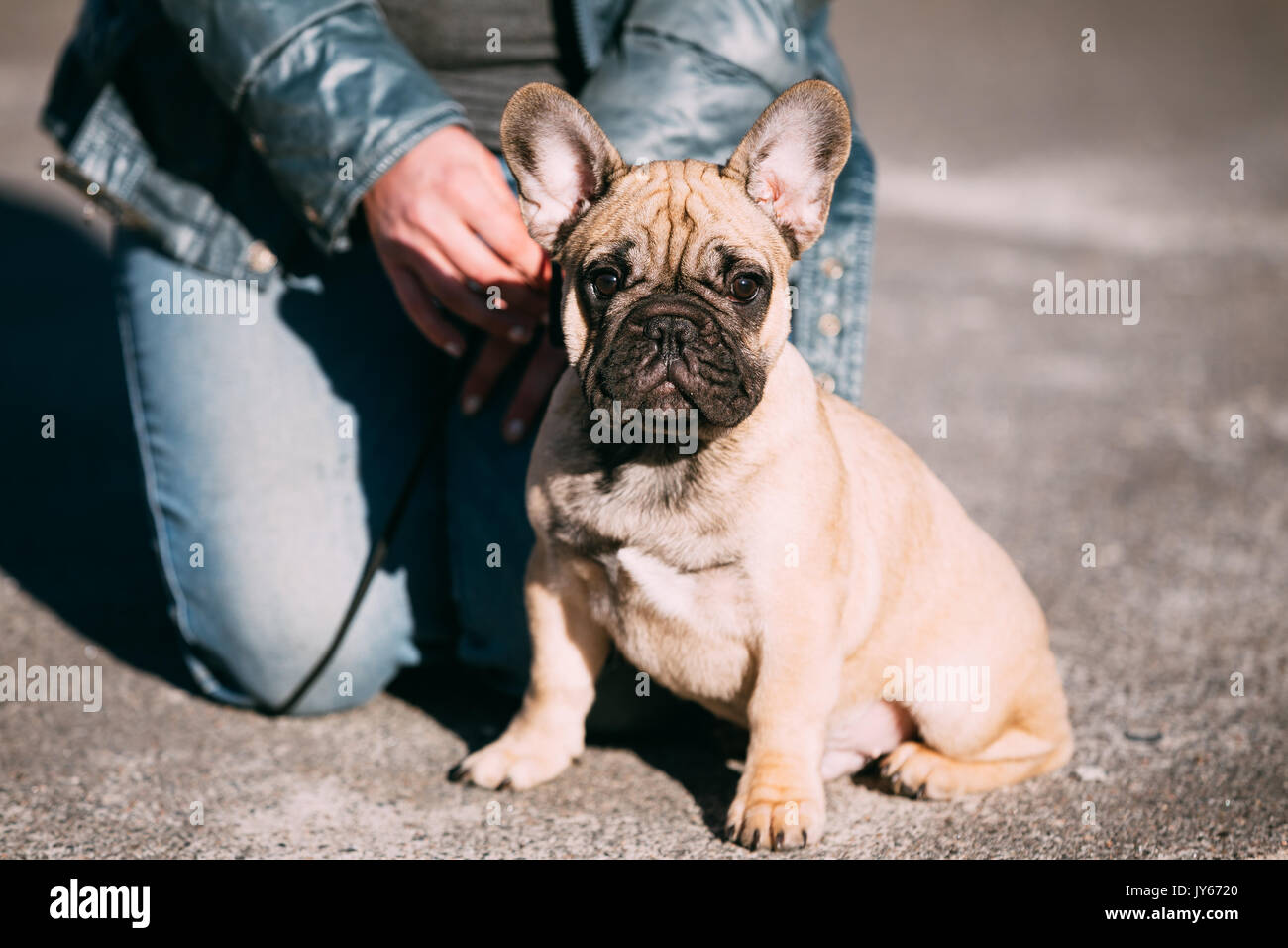 Chiot Bouledogue Français à Lextérieur Du Parc Race De