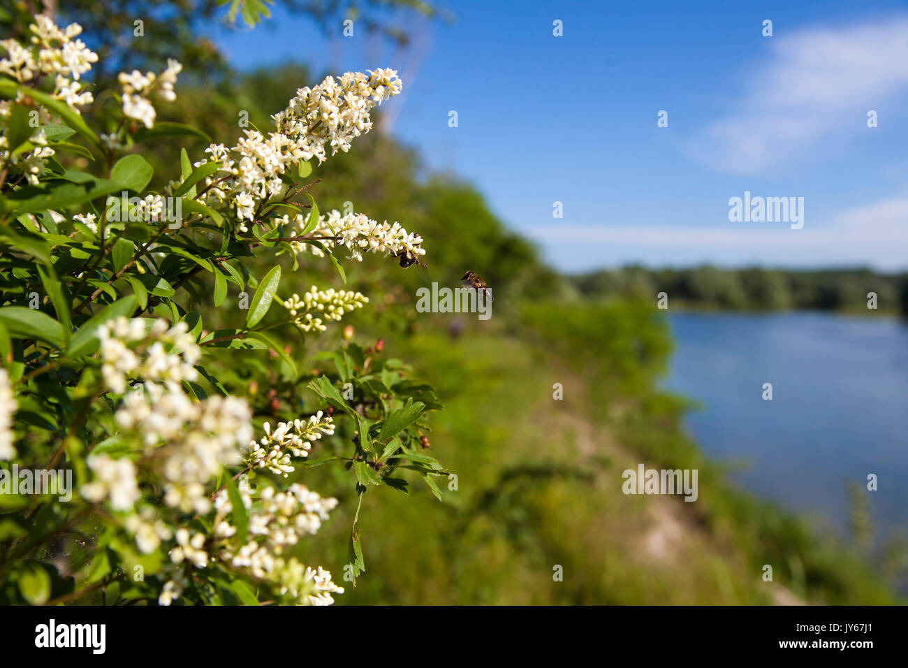 Ligustrum vulgare (troène sauvage) de la rivière Drava Banque D'Images