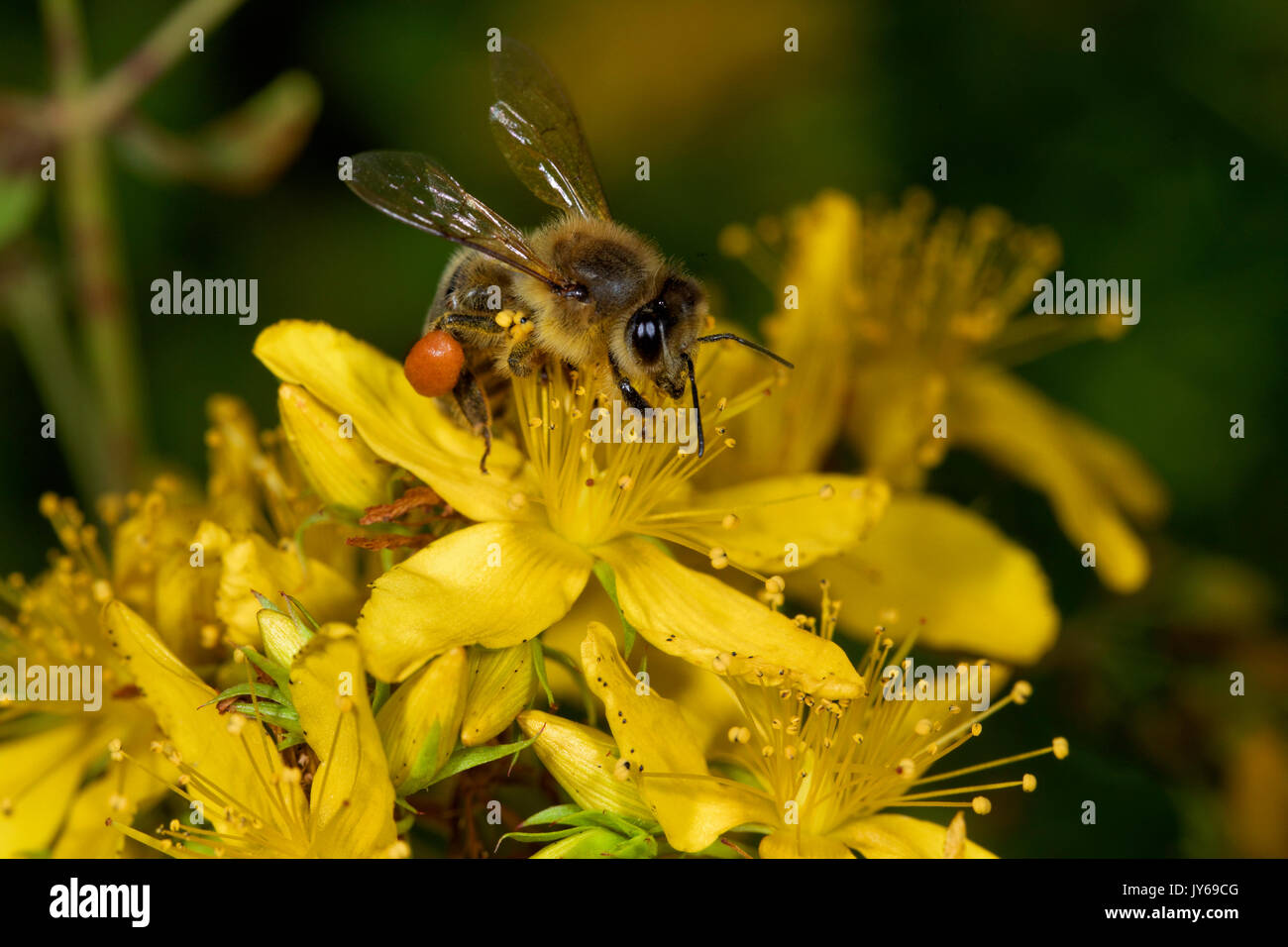 L'abeille au miel sur Hypericum perforatum, connue sous le nom de perforate St John's-wort, commune de Saint John's wort et St John's wort Banque D'Images