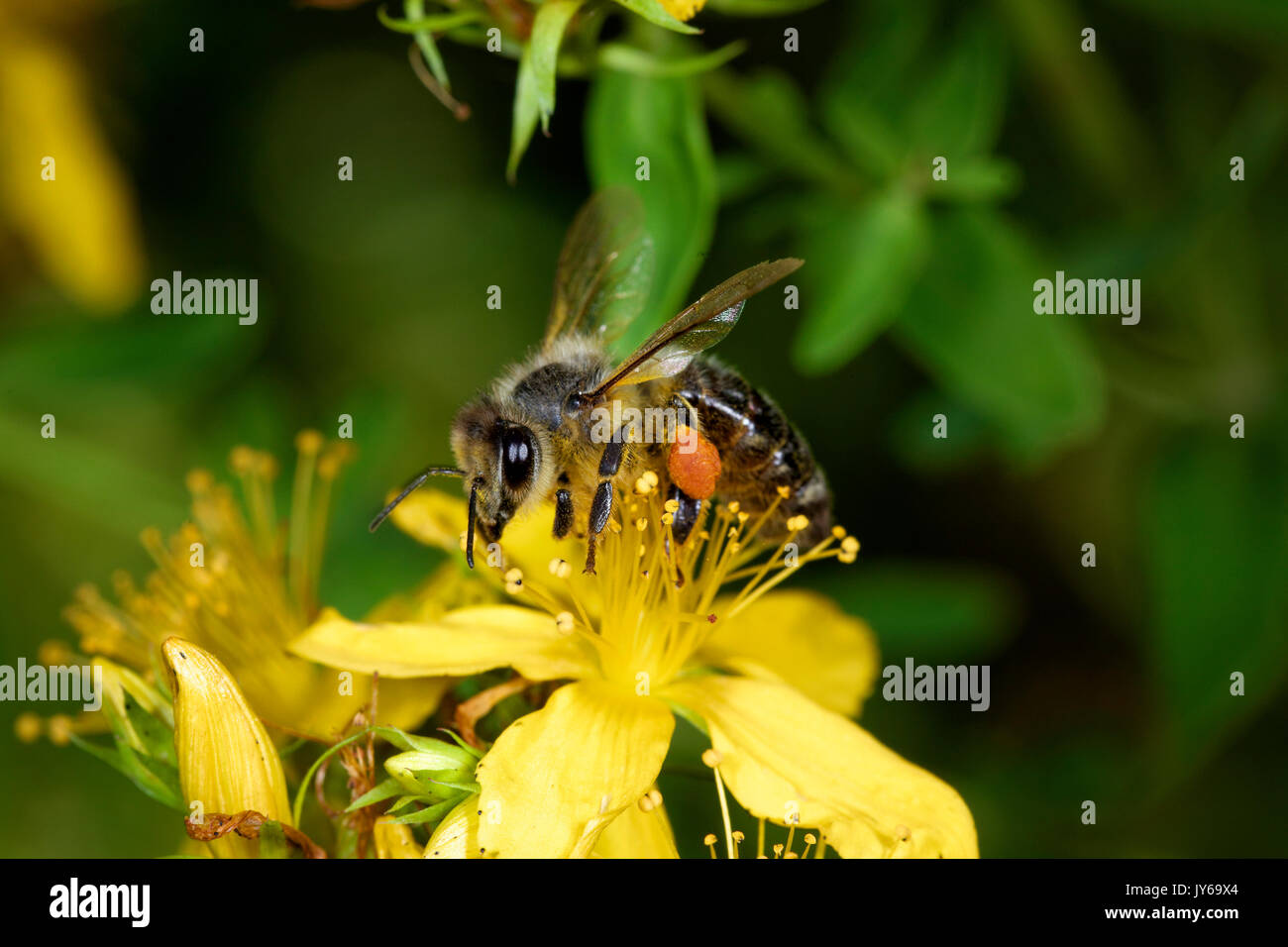 L'abeille au miel sur Hypericum perforatum, connue sous le nom de perforate St John's-wort, commune de Saint John's wort et St John's wort Banque D'Images