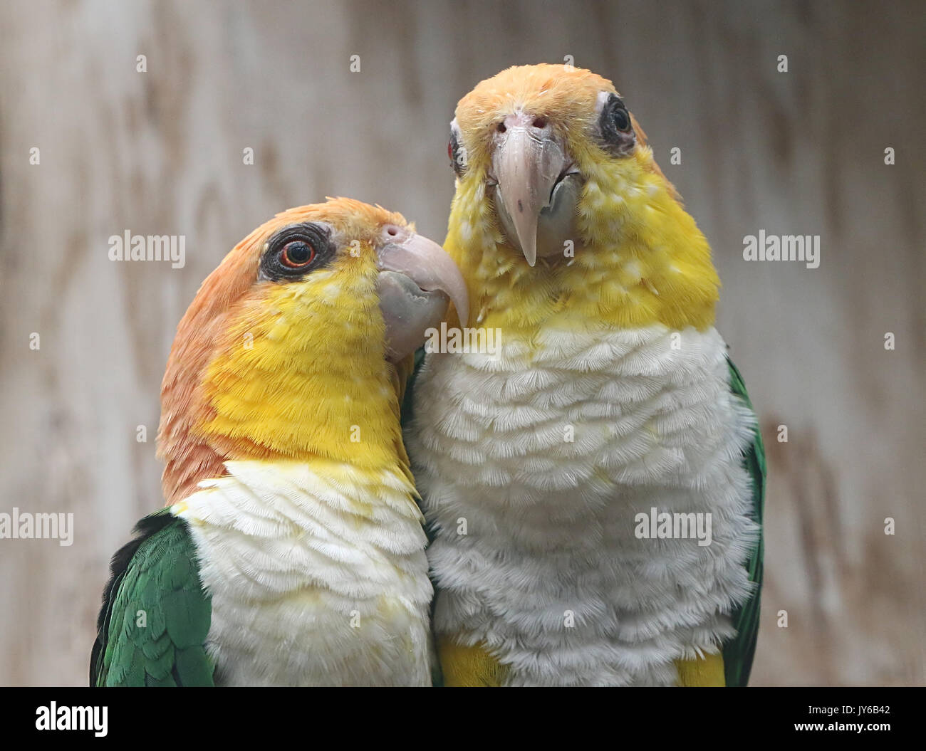 Vert d'Amérique du Sud thighed perroquets (Pionites leucogaster) alias Caïque à ventre blanc Parrot. Trouvé au sud du Brazilan Amazon, en Bolivie et Pérou Banque D'Images