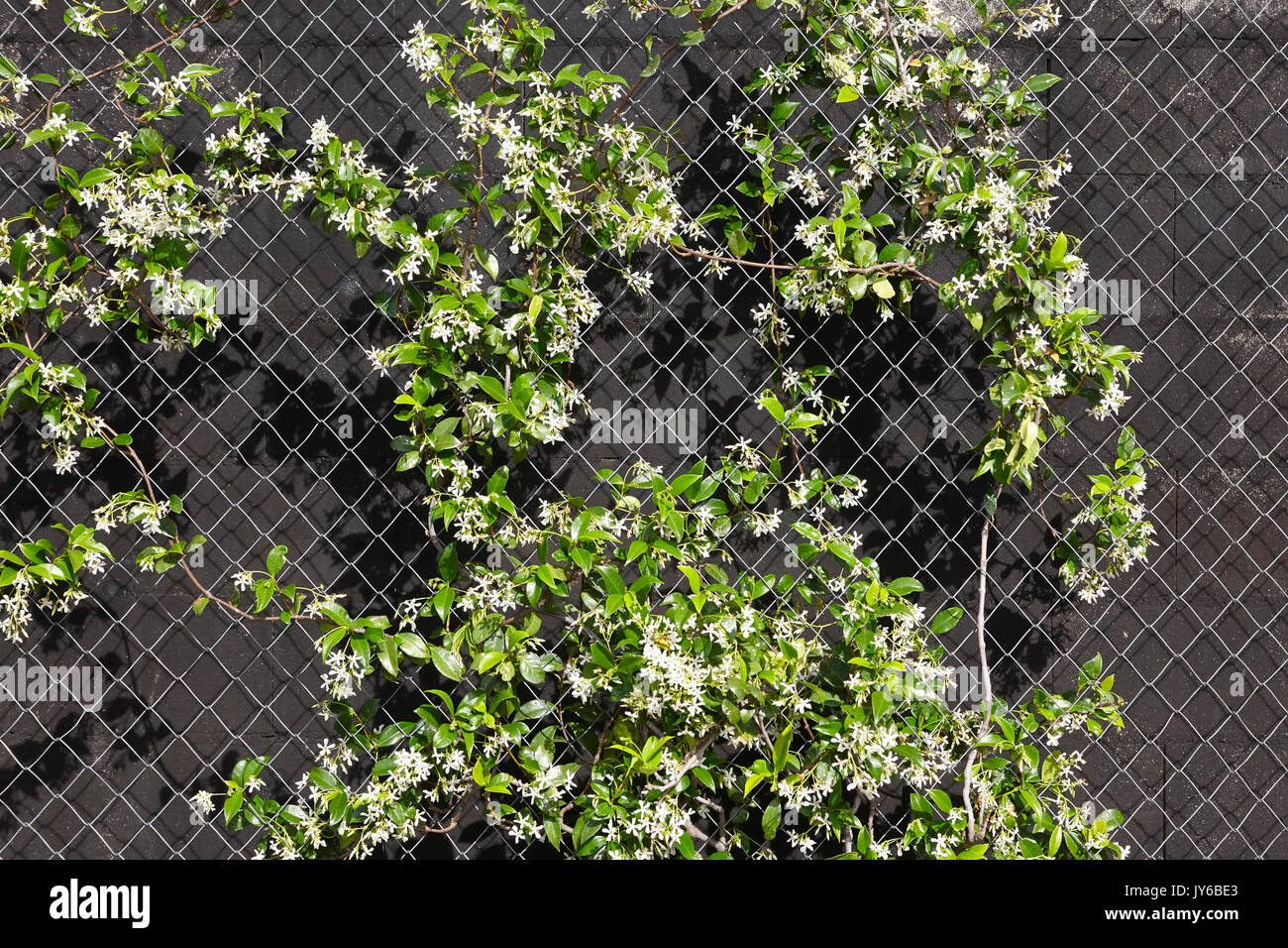 Plantes vertes avec clôturer plus un fond noir. L'horizontale Banque D'Images