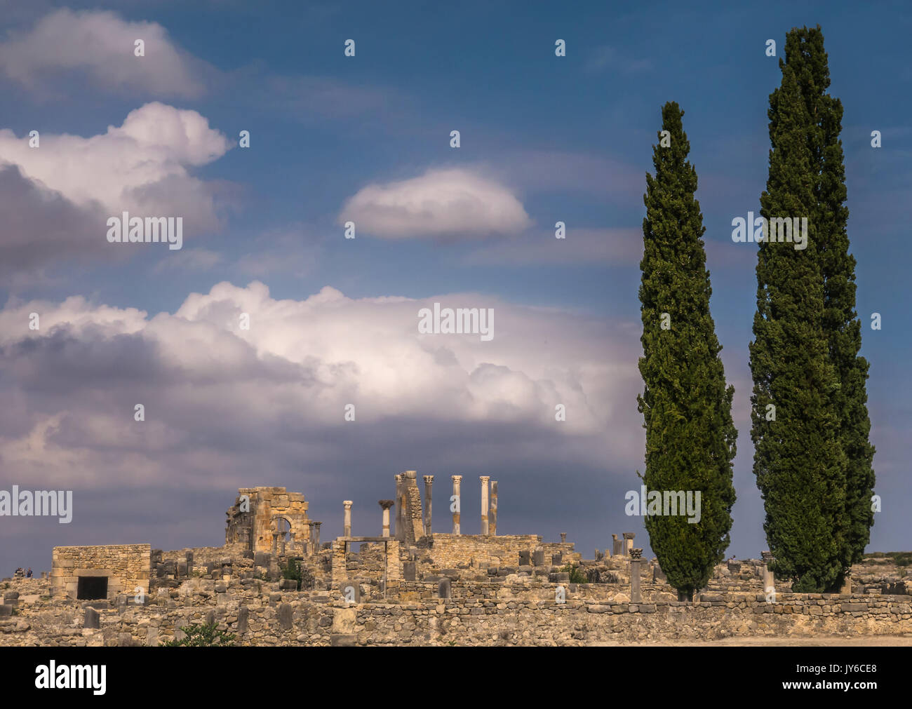 Grand cyprès au premier plan de l'ancienne cité romaine de Volubilis ruines archéologiques, avec des colonnes en marbre et des colonnes. Le Maroc. Banque D'Images