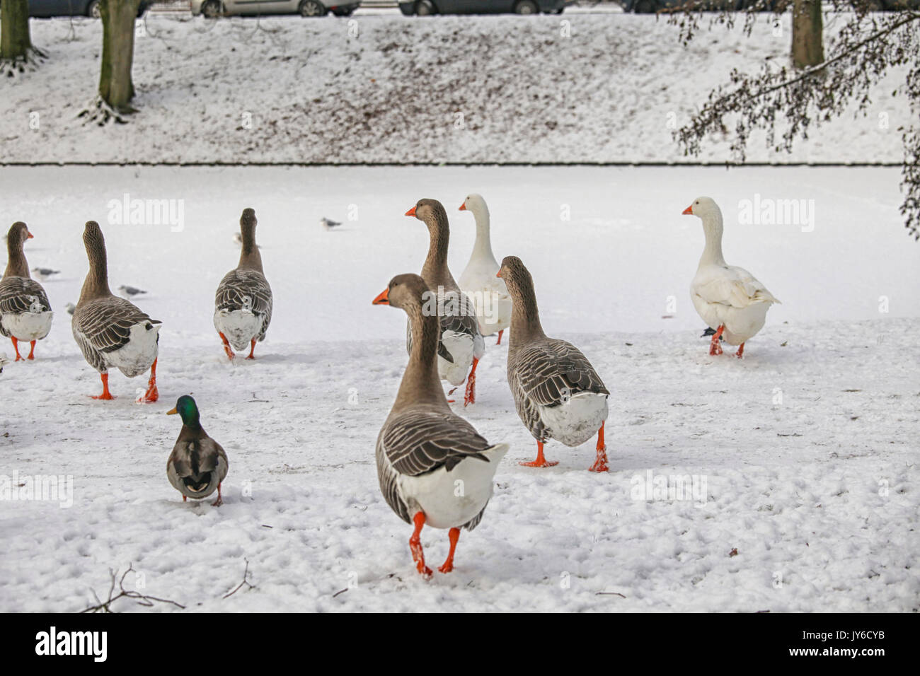 L'oie domestique et un canard sur la glace Banque D'Images