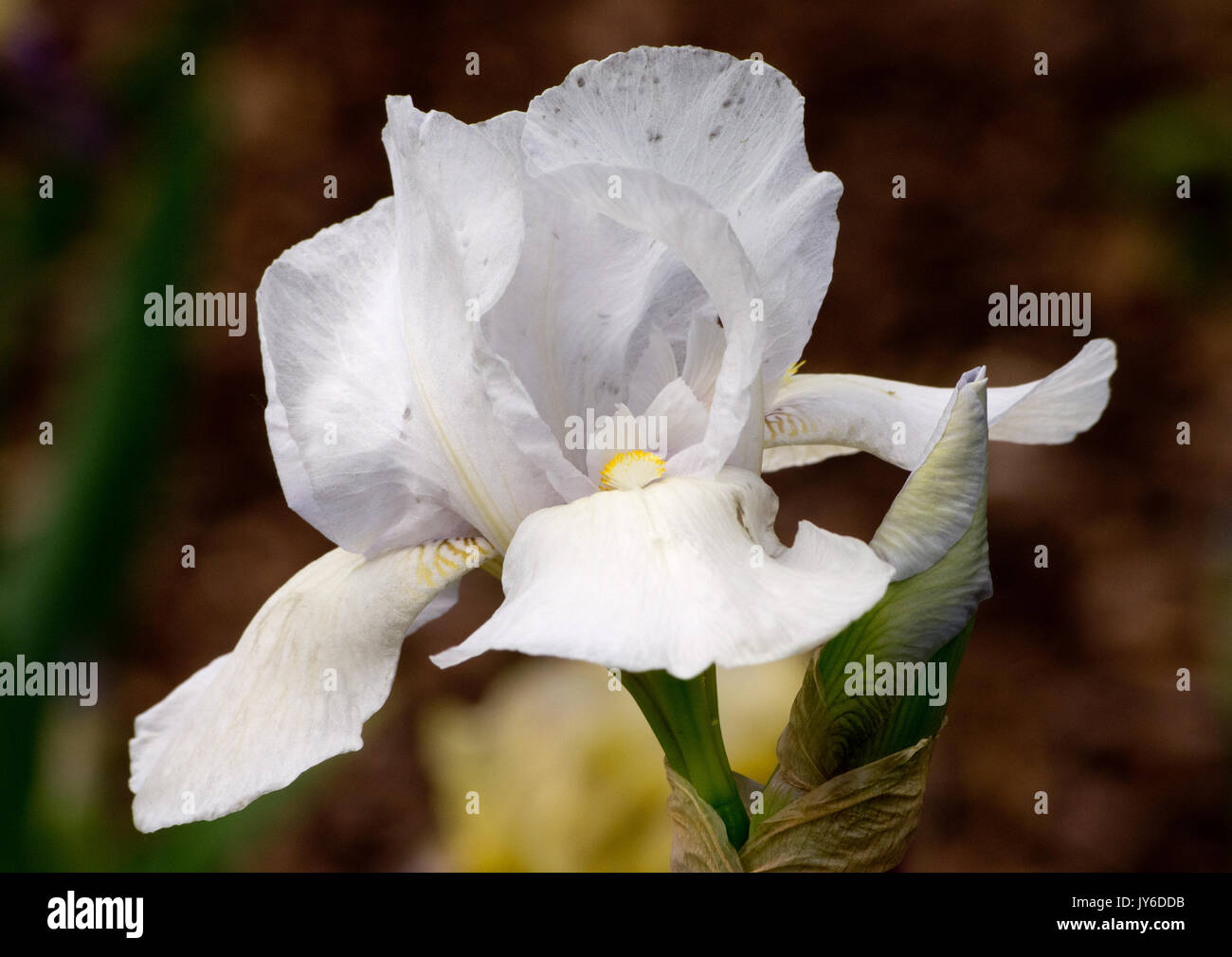 Ville blanche IRIS Banque D'Images