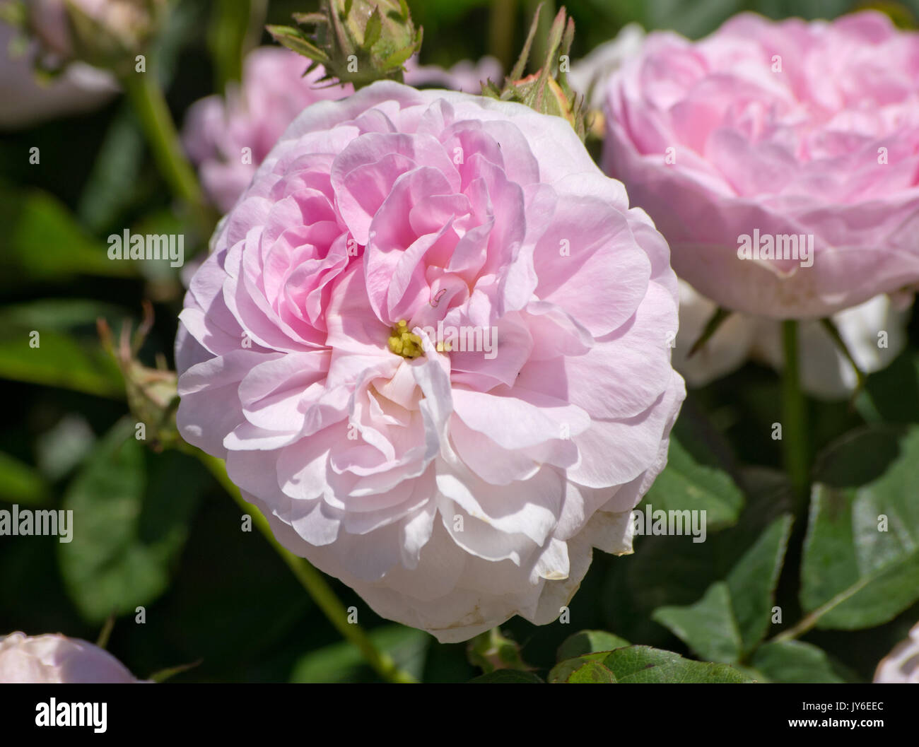 Rose Prolifera de Redouté Banque D'Images