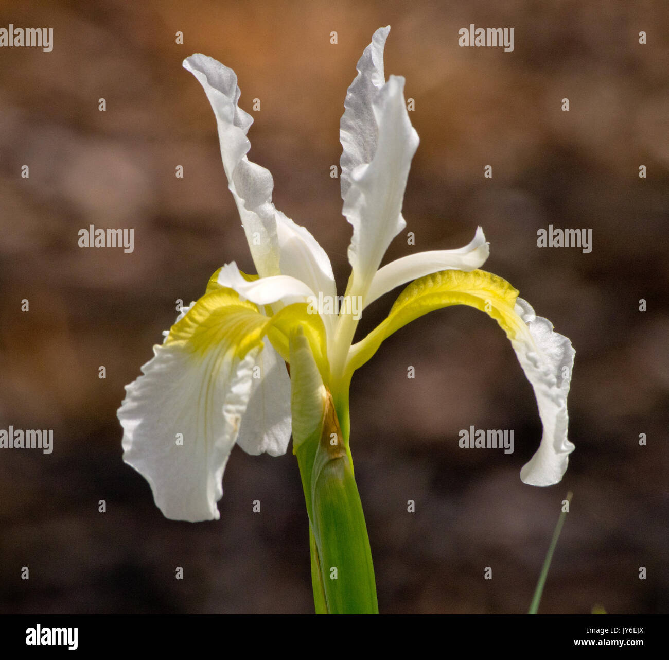 Iris sibirica Snowcrest Banque D'Images
