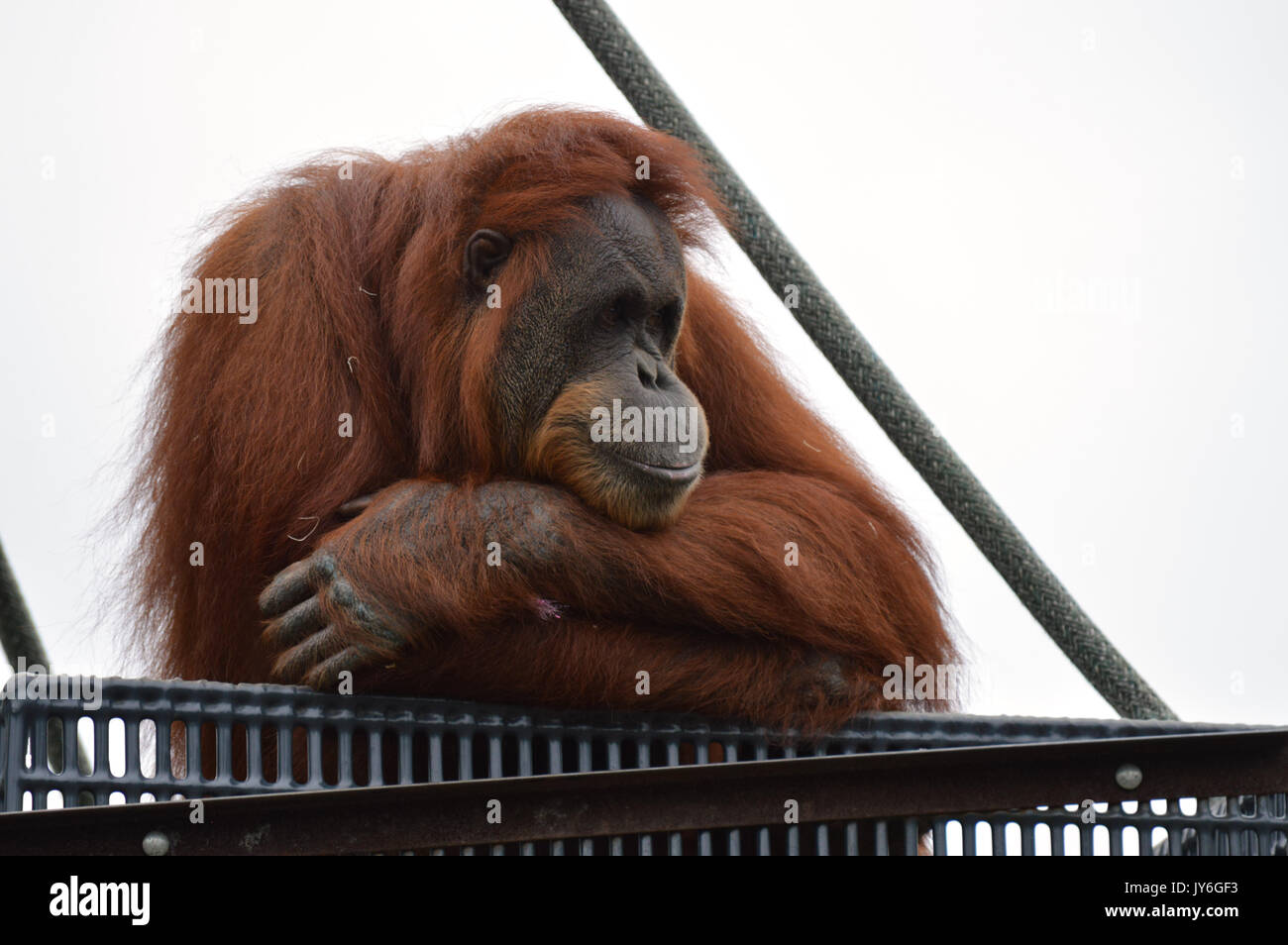 L'observation des orangs-outans à partir d'une plate-forme Banque D'Images