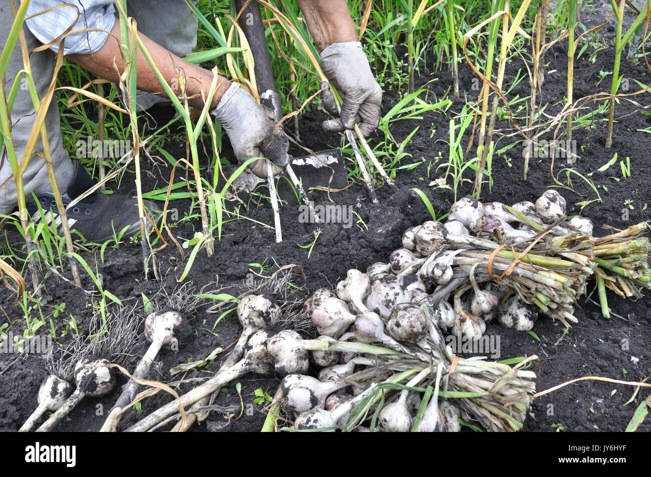 La récolte de l'ail mûr jardinier dans le potager Banque D'Images