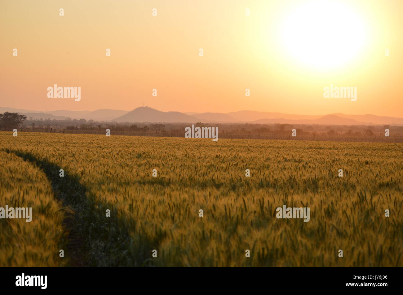 Au coucher du soleil sur le terrain Banque D'Images