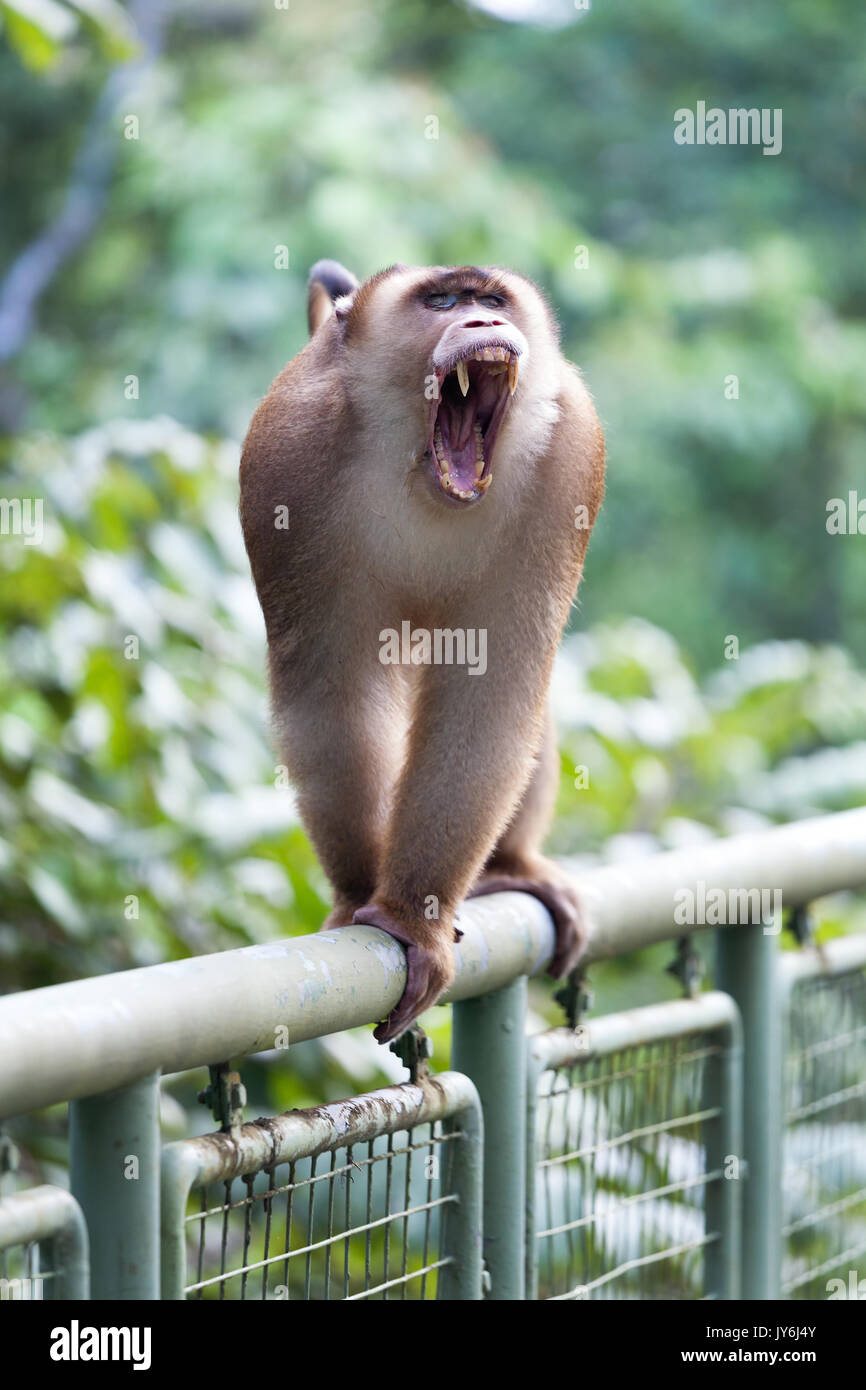 Babouin mâle montrant les dents au centre de découverte de la forêt tropicale, Sandakan, Sabah, Bornéo, Malaisie Banque D'Images