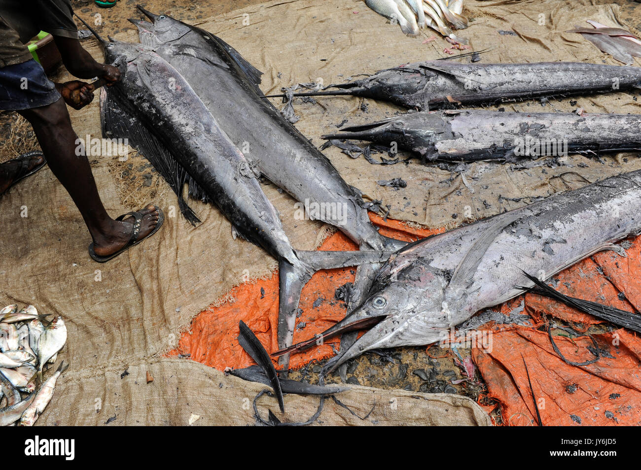 SIERRA LEONE, Tombo, marché aux poissons, le poisson épée, la sécurité alimentaire et la subsistance des petits pêcheurs de la côte d'échelle sont touchés par les gros chalutiers Banque D'Images