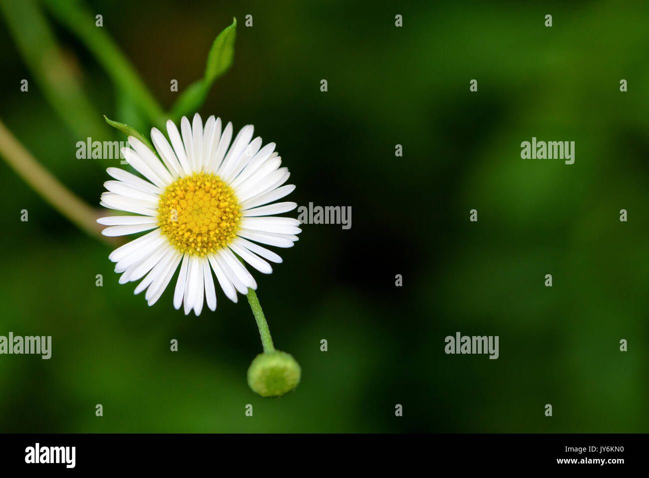Belle petite fleur gros plan avec le pollen jaune et blanc des pétales, Bellis perennis pelouse commune, Daisy, Daisy, Bruisewort Woundwort ou English Daisy Banque D'Images