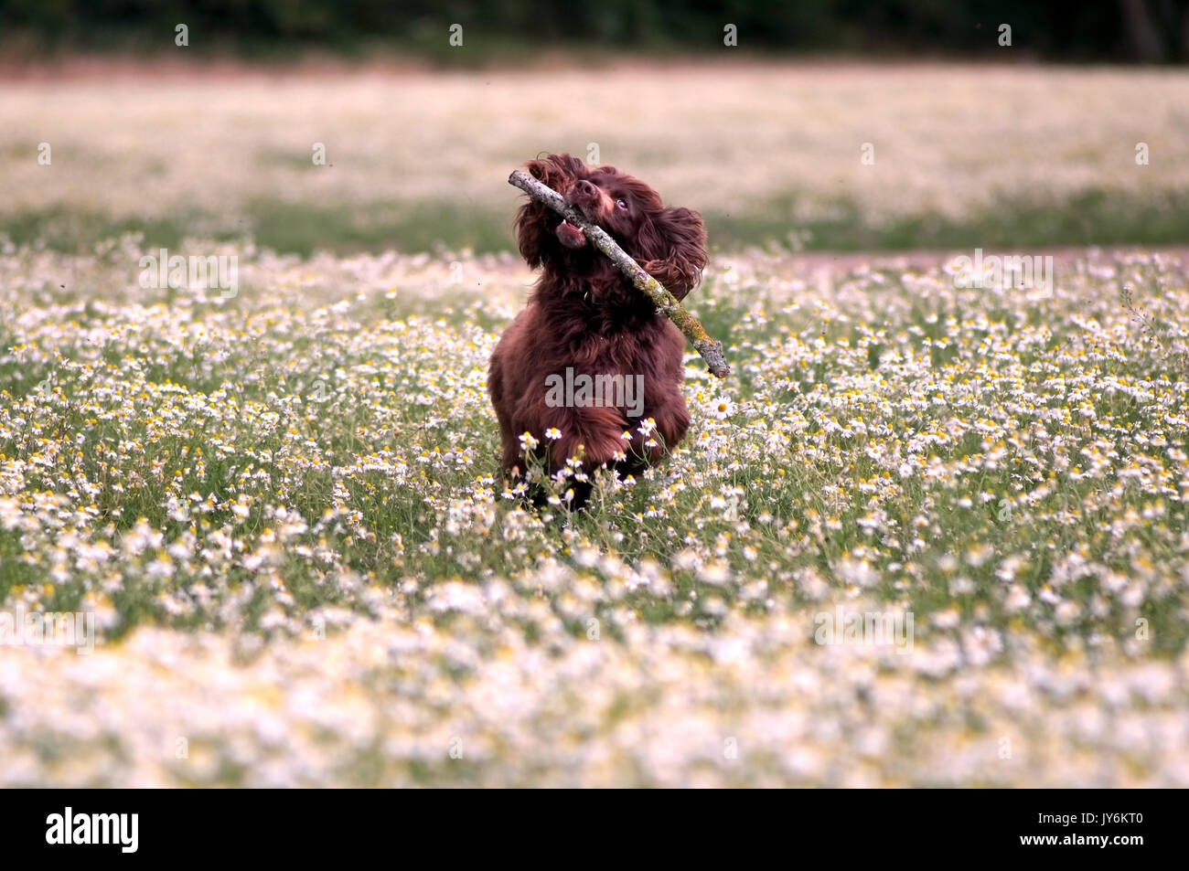 Brown spaniel extraction d'un stick dans un champ de marguerites. Banque D'Images
